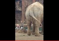 動物園のアジアゾウ、溺れかけたアンテロープを救出すべく人間に助けを乞う