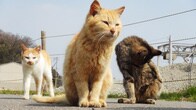 講義を聞く猫 ── オンラインコミュニティから進む韓国の野良猫対策
