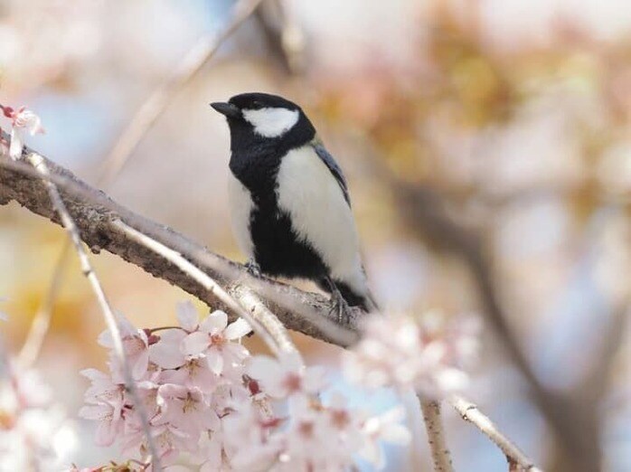 世界初､鳥の言葉を解読した男は研究のため東大助教を辞めた｢小鳥博士