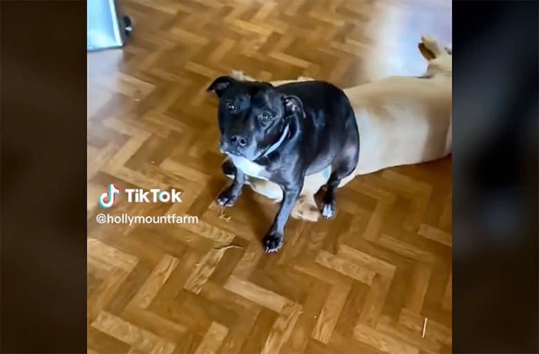 @hollymountfarm/TikTok