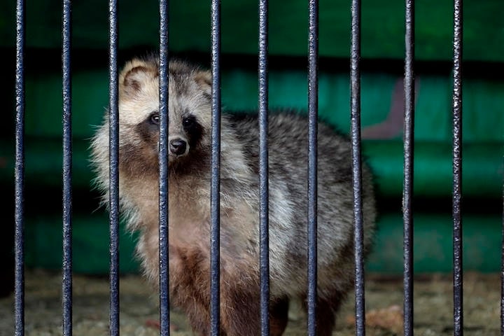 毛皮用に1頭ずつ狭い檻で飼育されるタヌキ　Viktor_Kitaykin/iStock