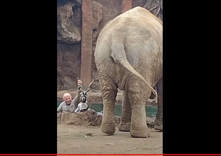 Storyful Viral-YouTube