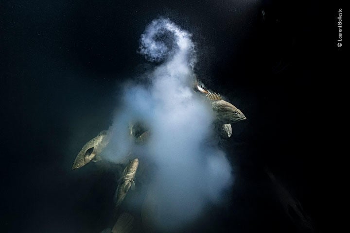 <strong>「水面下」部門 『創造』／ローラン・バレスタ（フランス）</strong>　Laurent Ballesta/2021 Wildlife Photographer of the Year