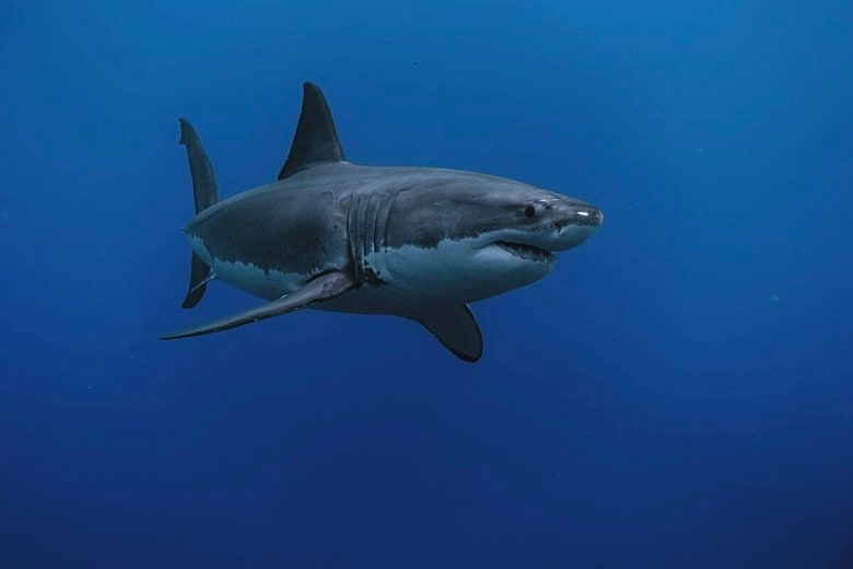 SNSで拡散の「街中を泳ぐサメ」は本物か？（写真はイメージです）　Gerald Schömbs-Unsplash
