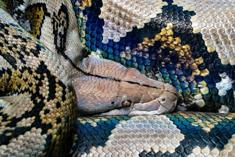 インドネシアの村で農夫が姿を消す...巨大ニシキヘビの腹の中から遺体で発見（写真はイメージです）　 David Clode-Unsplash