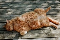 食いしん坊猫が真夜中にやらかした...飼い主に見せた衝撃的な姿
