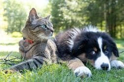 猫と同居で犬の性格は変わる？　「猫化」現象、実は単純な真似じゃなかった