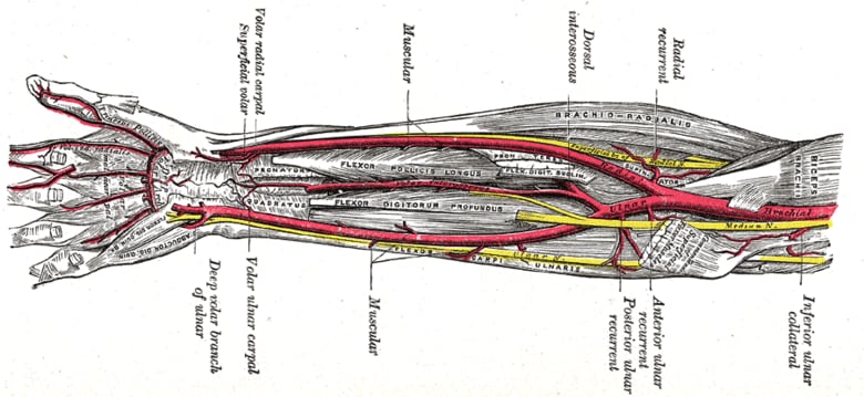 2100年までに大部分の人が正中動脈を持つようになる...... Wikimedia