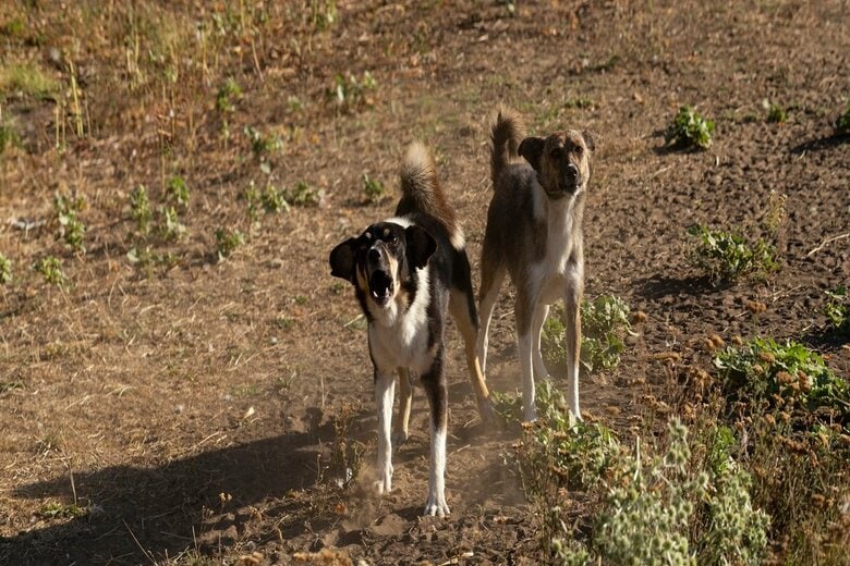 犬（写真はイメージ）　Piotr Velixar-shutterstock