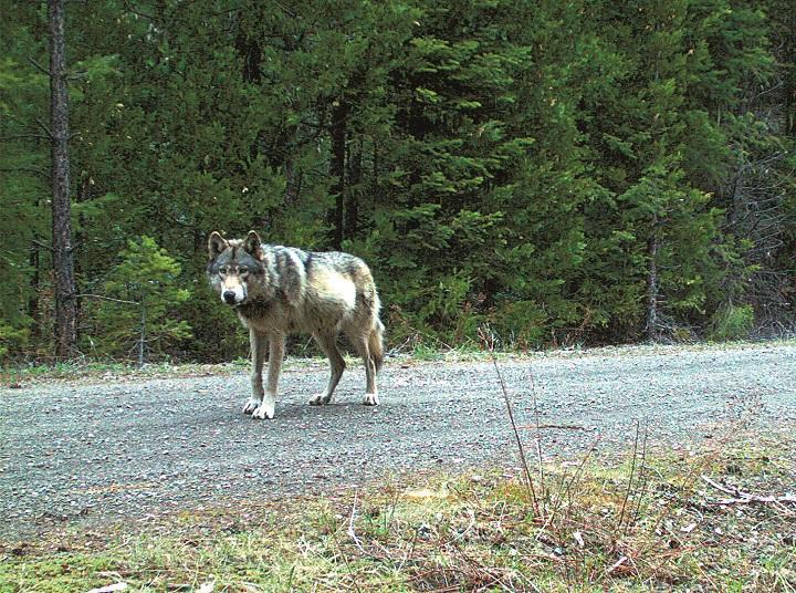 14年に遠隔カメラが捉えたOR-7の姿　COURTESY OF USFWS