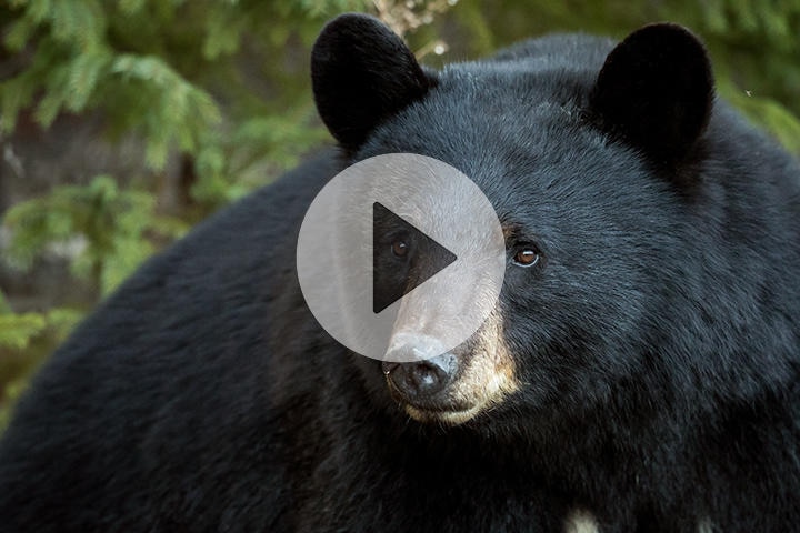※動画は2ページ目で再生できます（写真はイメージです）　Brittany Crossman-iStock