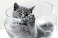 快適な昼寝のためなら「液体」にだってなれるネコ