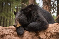 気持ちは分かる...暑さに参ったであろうクマが見つかった「納得の場所」とは？