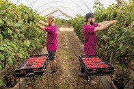 3年以内に日本からインドカレー店が消えるかも...日本の移民政策に今、求められることは？