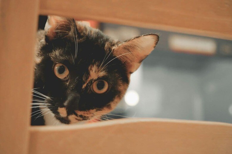 猫は思いがけない場所に入り込む（写真はイメージです）　Furkids Com-Uunsplash