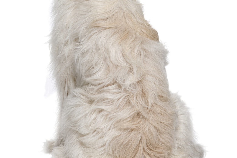 （写真はイメージです）　Eric Isselee-Shutterstock