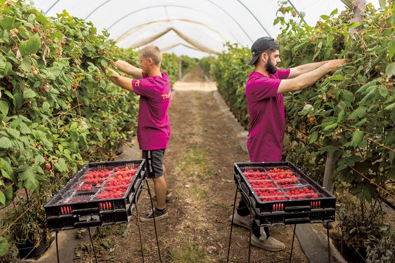 イギリスは農業分野の人手不足から季節労働ビザを拡大　CHRIS RATCLIFFEｰBLOOMBERG/GETTY IMAGES