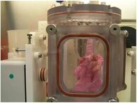 人工培養した肺をブタに移植することに成功、数年後にヒトへも可能に