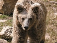 「高齢者がクマと戦うしかない」日本のクマ被害とネパールの「意外な関連性」とは？