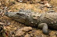 【動画】ワニに下半身を食い尽くされた遺体の回収の様子