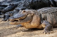 ワニがワニの餌食に...衝撃の共食いシーンに「食うか食われるか」の声