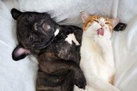 2030～2040年には、犬・猫との双方向の会話が実現する【未来予報図01】