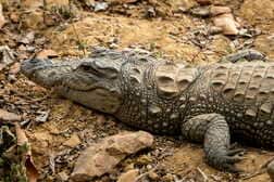 【動画】ワニに下半身を食い尽くされた遺体の回収の様子
