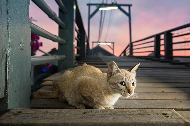 （写真はイメージです）　WichitS-iStock