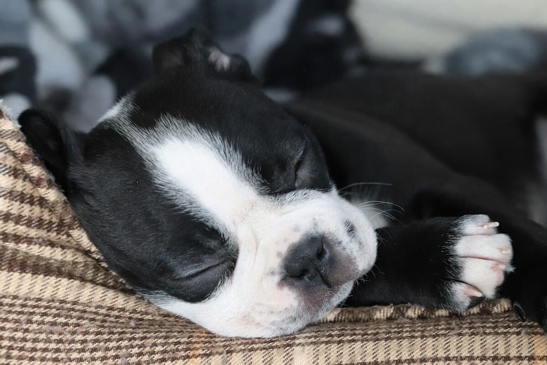 温かいベッドを知らずに育つ犬もいる（写真はイメージです）　Julie Marsh-Unsplash