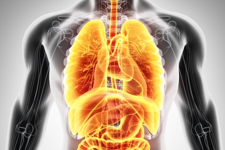 皮膚を上回る大きさの新たな器官が見つかった 　写真はイメージ　yodiyim-iStock