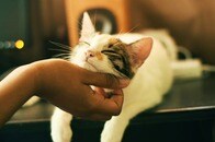 甘えん坊すぎる猫がプレゼン動画に飛び入り...主役に収まってまったりする姿にネット爆笑