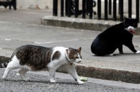 英ネズミ捕獲長ラリーはサボってる？　立場を脅かすルーキーとの争い過熱