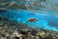 グレートバリアリーフのサンゴの30％が死滅　犯人は地球温暖化
