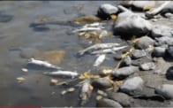 イエローストーンで魚が大量死の謎