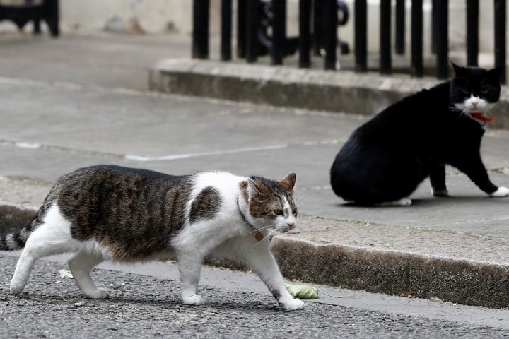 首相官邸のネズミ捕獲長ラリー（左）と外務省勤務のパーマストン（右）　Stefan Wermuth-REUTERS