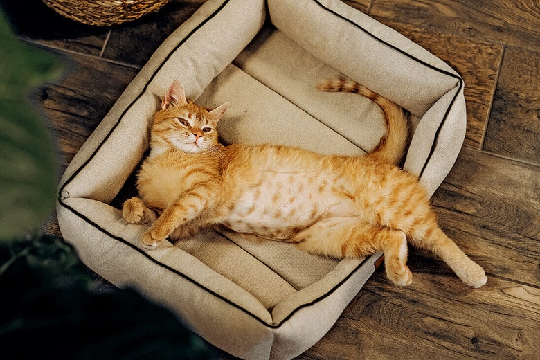 茶トラ猫や三毛猫のオレンジ系の毛色を作り出す遺伝子の変異は猫の性別とも結び付いている　VIKTORIYA SKORIKOVA/ISTOCK