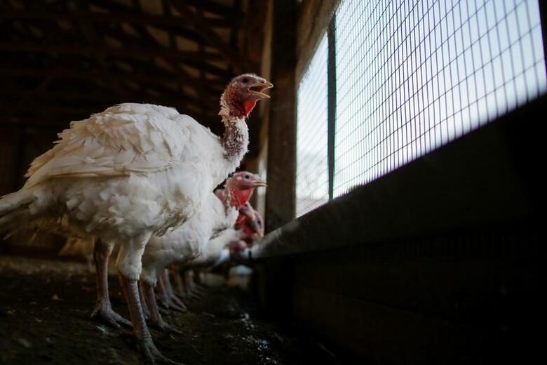 今週28日の米感謝祭で、ベジタリアン（菜食主義者）やペスクタリアン（魚介類も食べる菜食主義者）、フレクシタリアン（場合によっては肉類も食べる菜食主義者）がそろって「食卓にあれば感謝したい」ものがある。写真はニュージャージー州フランダースの農場で飼育される七面鳥。13日撮影（2019年　ロイター/Eduardo Munoz）