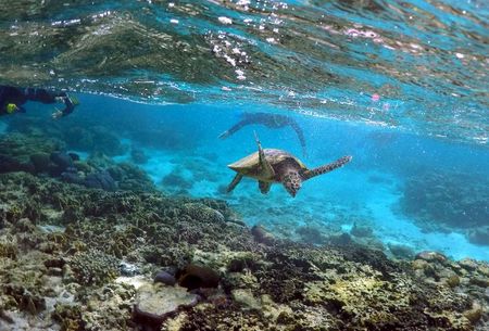 オーストラリアを象徴するサンゴ礁「グレートバリアリーフ」に迫る脅威について国連が警鐘を鳴らしたことに対し、環境保護活動家や研究者は２３日、同国政府がもっと思い切った気候変動対策を打ち出し、地球温暖化ガスの排出量をさらに削減し、環境に優しい経済を生み出す必要があると指摘した。写真は２０１５年６月、グレートバリアリーフで撮影（２０２１年　ロイター／David Gray）