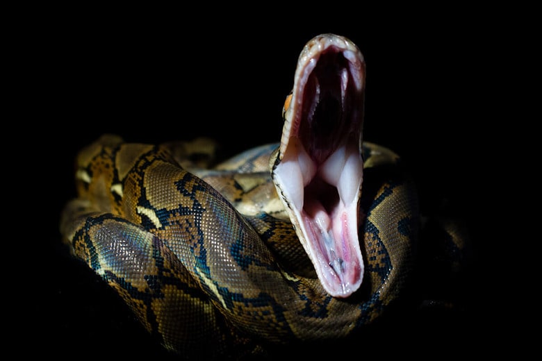 （写真はイメージです）　mijicals-shutterstock