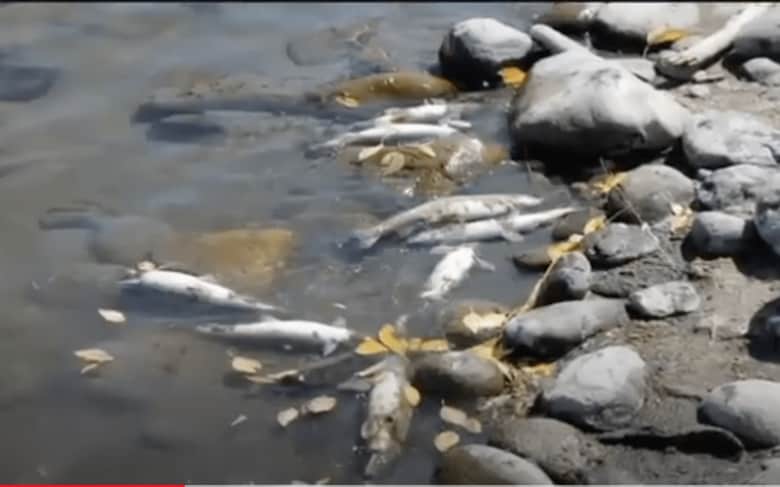 イエローストーン川では、2016年と2017年（写真）にも魚の大量死が起きている　KTVQ News/You Tube
