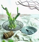 トイレに竹を飾ると子どもの学力が落ちる!?　香港の風水