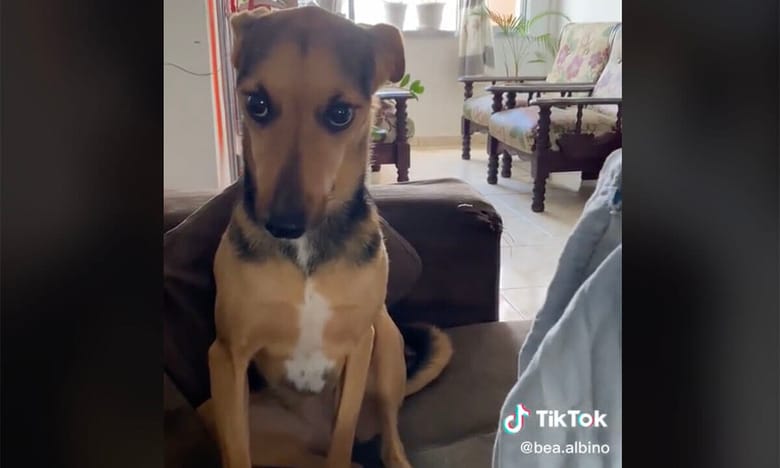 @bea.albino/TikTok