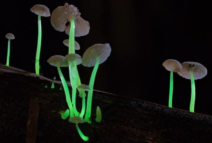 地域住民から「電気キノコ」と呼ばれている......  Photo by Steve Axford.