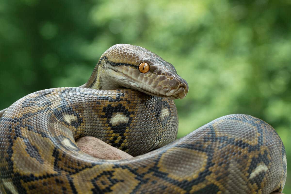 高さ5メートルの電飾に絡まった巨大なニシキヘビが見つかる | ニューズ