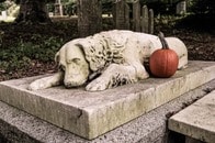 古代の遺跡で「動物と一緒に埋葬」された人骨を発見...「ペットとの温かい絆」とは言えない事情が