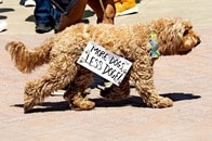 DOGEの資金削減には「もふもふDOG抗議」？...デモに現れたスローガン犬が話題に