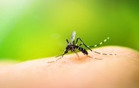 蚊にも学習能力があることが判明！ 　疫病感染予防に期待も