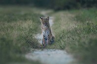 【動画】飼い猫に後をつけられた野生のボブキャットが突然振り向いて...動画が捉えた衝撃の瞬間