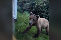「飢えたクマ」の恐ろしさを実感...玄関を打ち破ろうとする様子を、家の中にいた女性が撮影していた