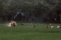 【写真特集】ゾウと人間　生きるために戦うしかない　生存を懸けた終わりなき争い